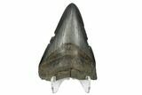 Juvenile Megalodon Tooth - South Carolina #172149-2